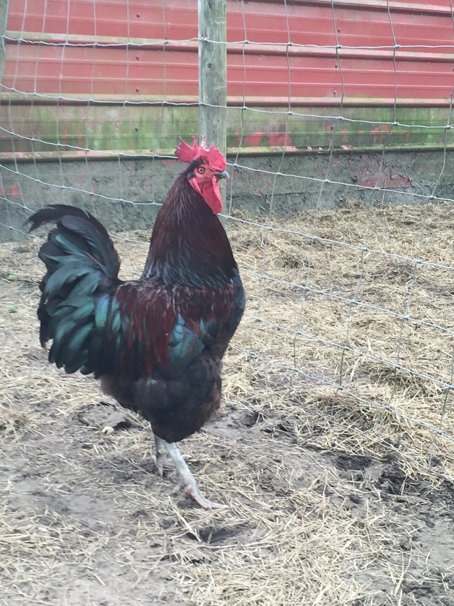 NaVera Farms - Rooster