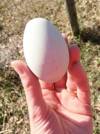 Urban Folk Farm - Farm Fresh Egg