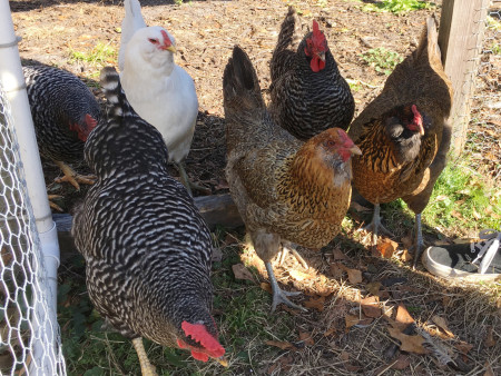 Urban Folk Farm - Free Range Chickens